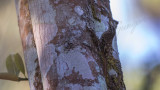Brown-throated treecreeper - Certhia discolor