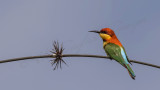 Chestnut-headed bee-eater - Merops leschenaulti