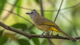 Flavescent bulbul - Pycnonotus flavescens