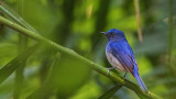 Hainan blue flycatcher - Cyornis hainanus