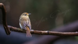 Hill blue flycatcher - Cyornis banyumas