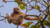 Lar Gibbon - White-handed gibbon