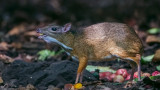 Lesser mouse deer - Tragulus kanchil