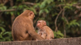 Macaque - Macaca