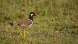 Red-wattled lapwing - Vanellus indicus