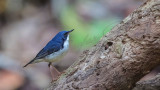 Siberian blue robin  - Luscinia cyane