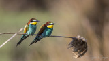 Bee-eaters - Rollers - Kingfishers