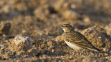 Calandra Lark - Melanocorypha calandra