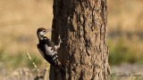 Syrian Woodpecker - Dendrocopos syriacus - Alaca ağaçkakan