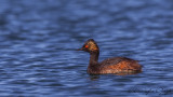 Black-necked Grebe - Podiceps nigricollis - Karaboyunlu batağan