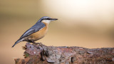 Nuthatches - Treecreepers