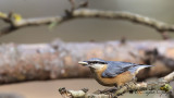 Eurasian Nuthatch - Sitta europaea - Sıvacı