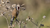 European Goldfinch - Carduelis carduelis - Saka