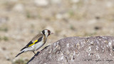 European Goldfinch - Carduelis carduelis - Saka