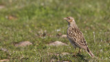 Eurasian Skylark - Alauda arvensis - Tarlakuşu