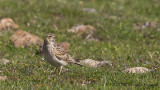 Eurasian Skylark - Alauda arvensis - Tarlakuşu