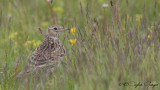Eurasian Skylark - Alauda arvensis - Tarlakuşu