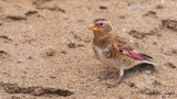 Eurasian Crimson-winged Finch - Rhodopechys sanguineus - Alamecek