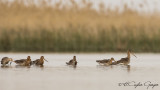 Black-tailed Godwit - Limosa limosa - Çamurçulluğu