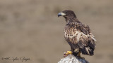 Eagles - Buzzards - Vultures - Hawks - Kites