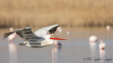 Dalmatian Pelican - Pelecanus crispus - Tepeli pelikan