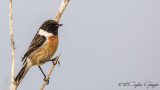 European Stonechat - Saxicola rubicola - Taşkuşu