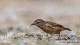 Stonechat - Saxicola rubicola