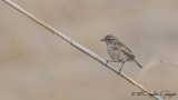 European Stonechat - Saxicola rubicola - Taşkuşu