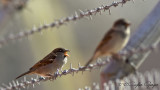 House Sparrow - Passer domesticus - Serçe