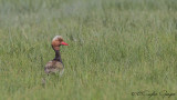 Red-crested Pochard - Netta rufina - Macar ördeği