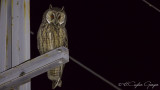 Long-eared Owl - Asio otus - Kulaklı orman baykuşu