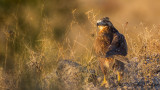 Long-legged Buzzard - Buteo rufinus - Kızıl şahin