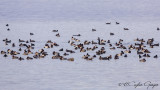 Greater Scaup - Aythya marila - Karabaş patka