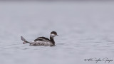 Horned Grebe - Podiceps auritus - Kulaklı batağan