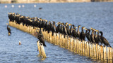 Cormorants - Pelicans