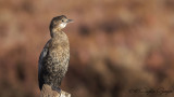 Pygmy Cormorant - Phalacrocorax pygmeus - Küçük karabatak