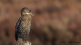 Pygmy Cormorant - Phalacrocorax pygmeus - Küçük karabatak