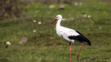 White Stork - Ciconia ciconia - Leylek