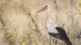 White Stork - Ciconia ciconia - Leylek