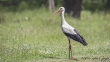 White Stork - Ciconia ciconia - Leylek