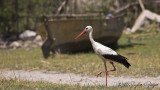 White Stork - Ciconia ciconia - Leylek