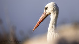 White Stork - Ciconia ciconia - Leylek