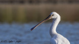 Herons - Egrets - Ibises - Bitterns - Flamingos - Storks