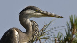 Grey Heron - Ardea cinerea - Gri balıkçıl