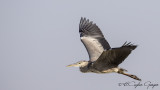 Grey Heron - Ardea cinerea - Gri balıkçıl