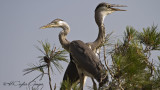 Grey Heron - Ardea cinerea - Gri balıkçıl