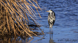 Grey Heron - Ardea cinerea - Gri balıkçıl