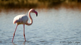 Greater Flamingo - Phoenicopterus roseus - Flamingo