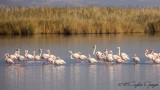 Greater Flamingo - Phoenicopterus roseus - Flamingo