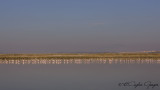 Greater Flamingo - Phoenicopterus roseus - Flamingo